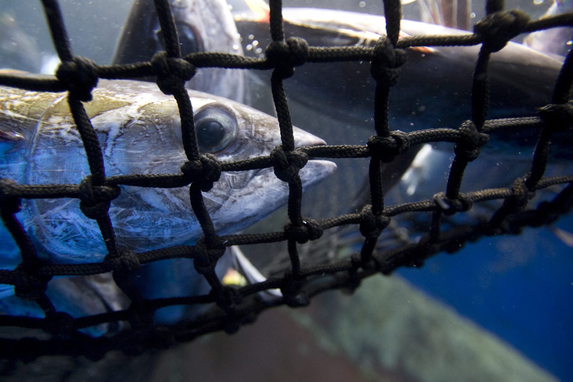 <p>Skipjack tuna and bycatch caught in the vicinity of the northern Galapagos Islands. (<span data-sheets-value="{&quot;1&quot;:2,&quot;2&quot;:&quot;Image © Creator's name/Greenpeace&quot;}" data-sheets-userformat="{&quot;2&quot;:11201,&quot;3&quot;:{&quot;1&quot;:0},&quot;9&quot;:0,&quot;10&quot;:1,&quot;11&quot;:4,&quot;12&quot;:0,&quot;14&quot;:[null,2,0],&quot;16&quot;:10}" data-sheets-textstyleruns="{&quot;1&quot;:0}[null,6,{&quot;2&quot;:[null,2,16711680]}]{&quot;1&quot;:7}">Image © Alex Hofford/Greenpeace</span>)</p>