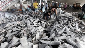 <p>Image: <a href="https://media.greenpeace.org/archive/Shark-Fins-at-Fish-Market-in-Taiwan-27MZIFVV94FC.html">Alex Hofford / Greenpeace</a></p>
