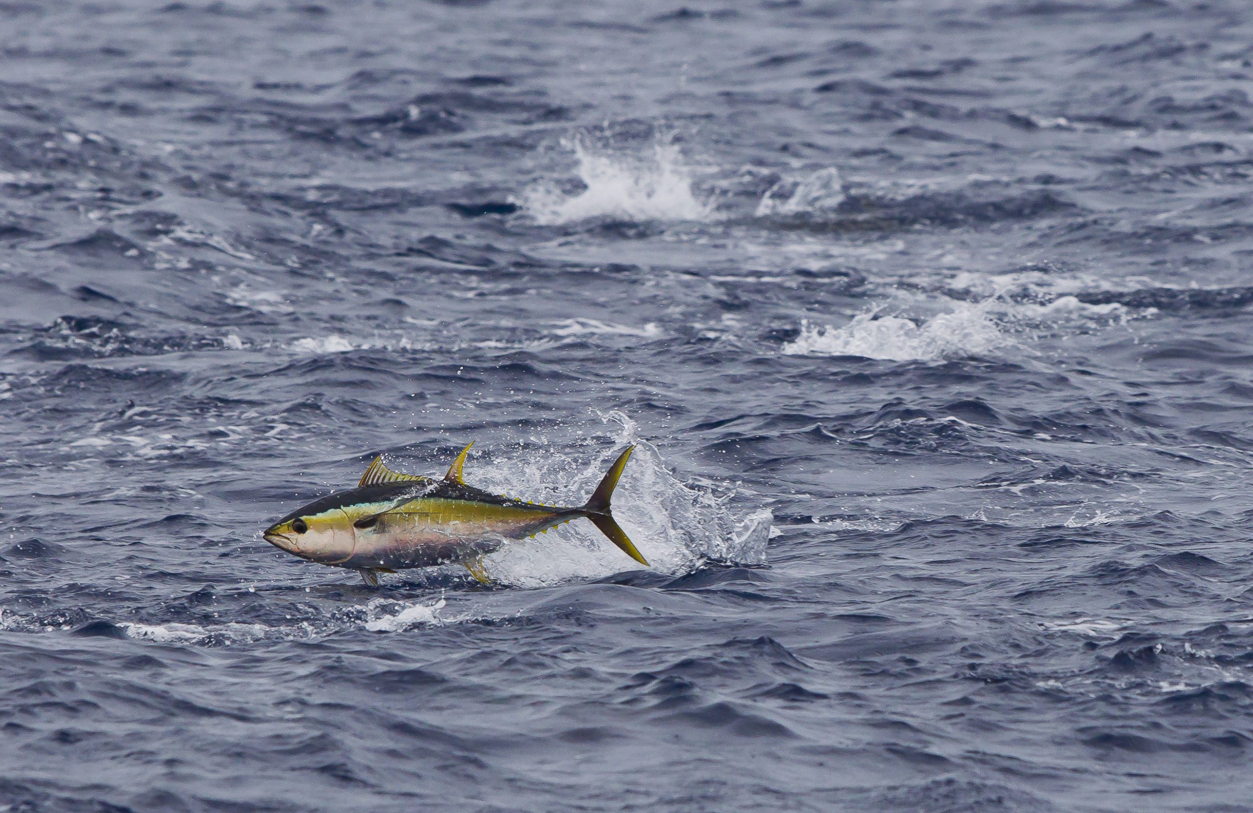 <p>太平洋的黄鳍金枪鱼跃出海面。图片来源：<a href="https://media.greenpeace.org/archive/Yellowfin-Tuna-in-the-Pacific-Ocean-27MZIFJ6ACDPE.html">© Paul Hilton / Greenpeace</a></p>