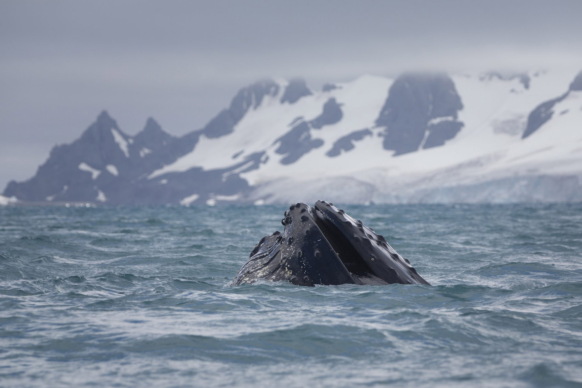 <p>A humpback whale swims near Half Moon island off the Antarctic peninsula (Image © Abbie Trayler-Smith / Greenpeace)</p>