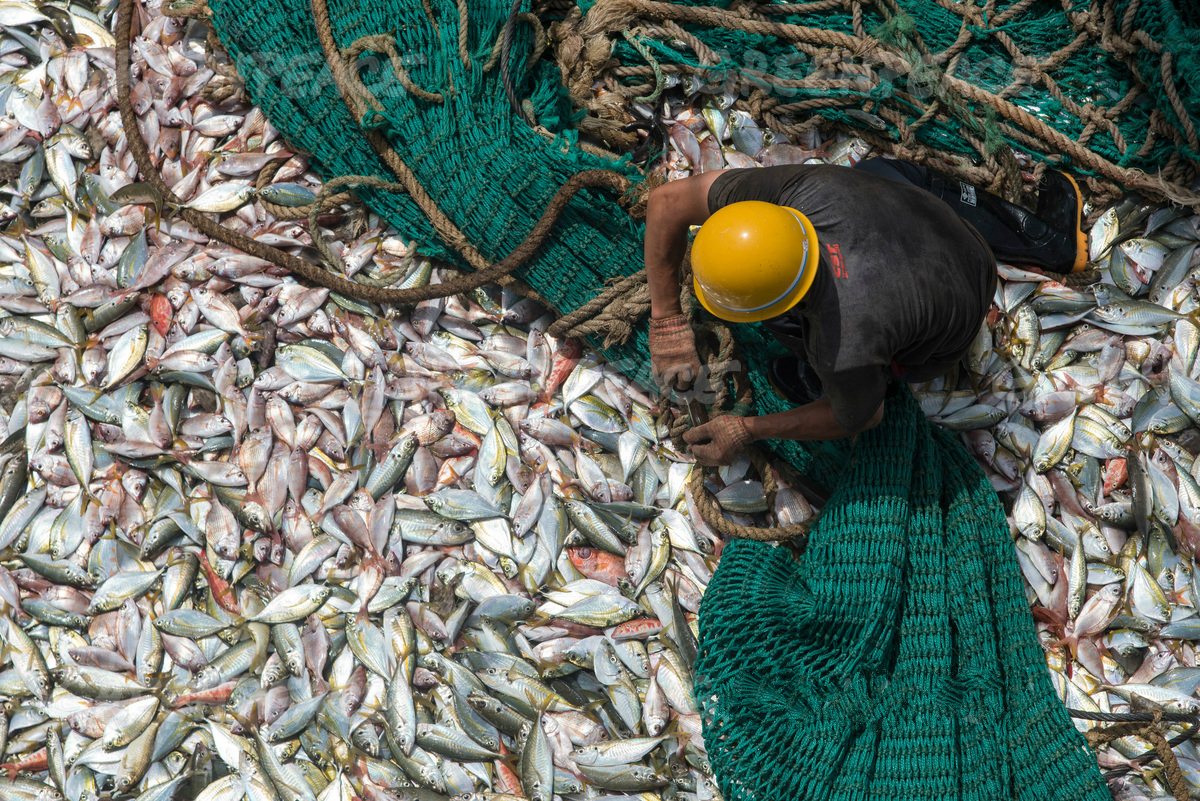 <p>The catch on board a Chinese fishing vessel in Guinea (Image: <a href="http://media.greenpeace.org/archive/Catch-on-Board-Chinese-Fishing-Vessel-in-Guinea-27MZIFJJEK1AM.html">Pierre Gleizes / Greenpeace</a>)</p>