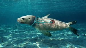 <p>A sea lion with nylon strings and piece of fishing net wrapped around his neck, an example of the dangers of ghost fishing gear. (Image: Paulo Oliveira / Alamy)</p>
