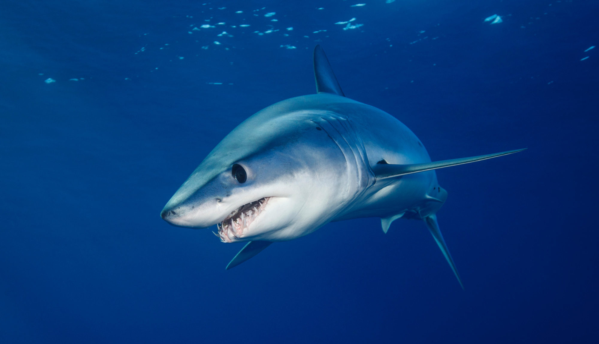 <div><span data-sheets-value="{&quot;1&quot;:2,&quot;2&quot;:&quot;A shortfin mako, the world's fastest shark, off the coast of New Zealand (Image: Alamy)&quot;}" data-sheets-userformat="{&quot;2&quot;:10273,&quot;3&quot;:{&quot;1&quot;:0,&quot;3&quot;:1},&quot;8&quot;:{&quot;1&quot;:[{&quot;1&quot;:2,&quot;2&quot;:0,&quot;5&quot;:[null,2,0]},{&quot;1&quot;:0,&quot;2&quot;:0,&quot;3&quot;:3},{&quot;1&quot;:1,&quot;2&quot;:0,&quot;4&quot;:1}]},&quot;14&quot;:{&quot;1&quot;:3,&quot;3&quot;:1},&quot;16&quot;:11}">A shortfin mako, the world&#8217;s fastest shark, off the coast of New Zealand (Image: Alamy)</span></div>
<div></div>