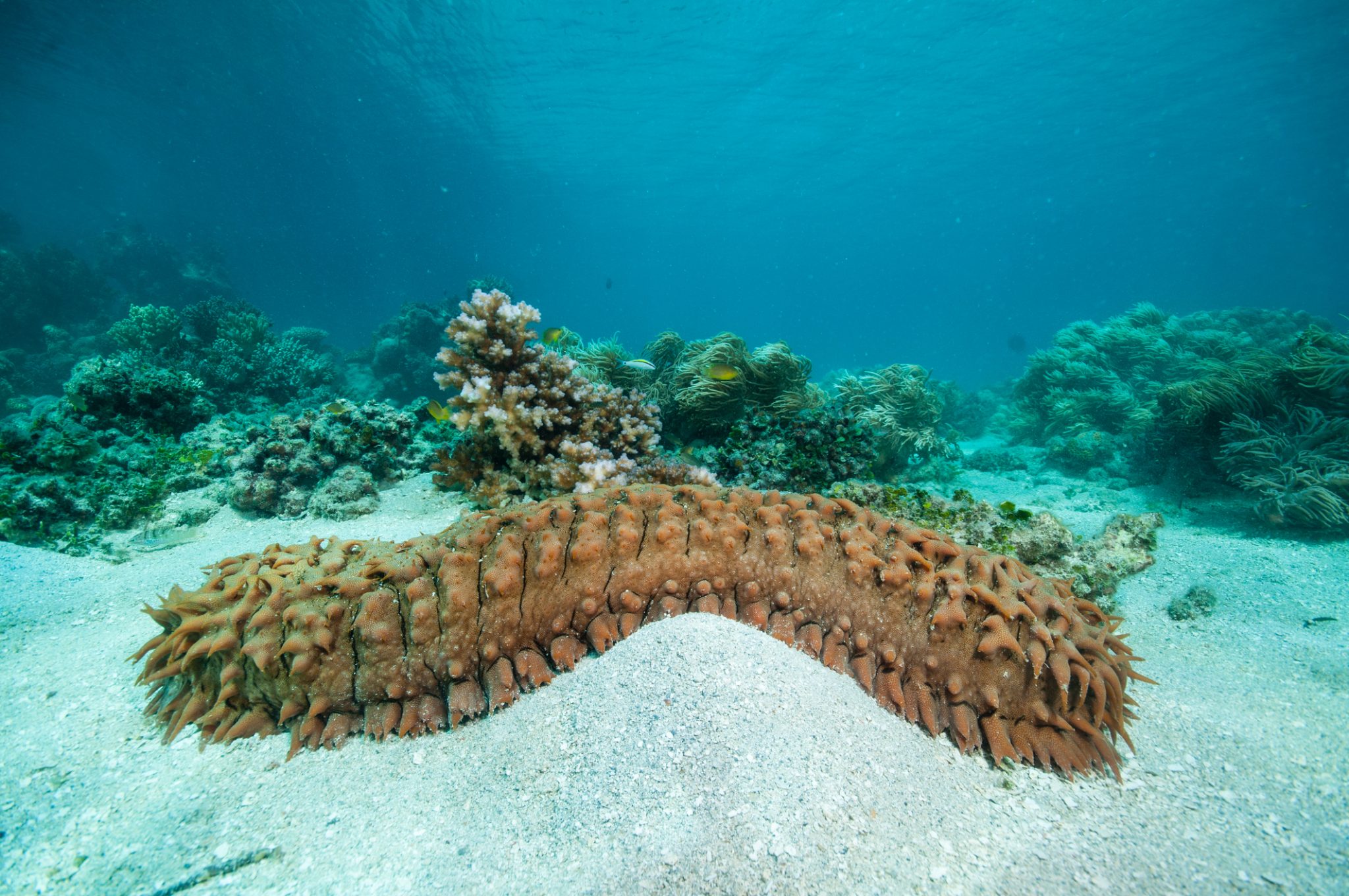 <p>In China, sea cucumbers are considered a luxury food and are used to treat kidney problems and impotence. Some species can sell for more than US$600 per kilogramme or 3,765 yuan (Photo: <a href="http://www.thinkstockphotos.com/image/stock-photo-sea-cucumber/470849241">treetstreet/Thinkstock</a>)</p>