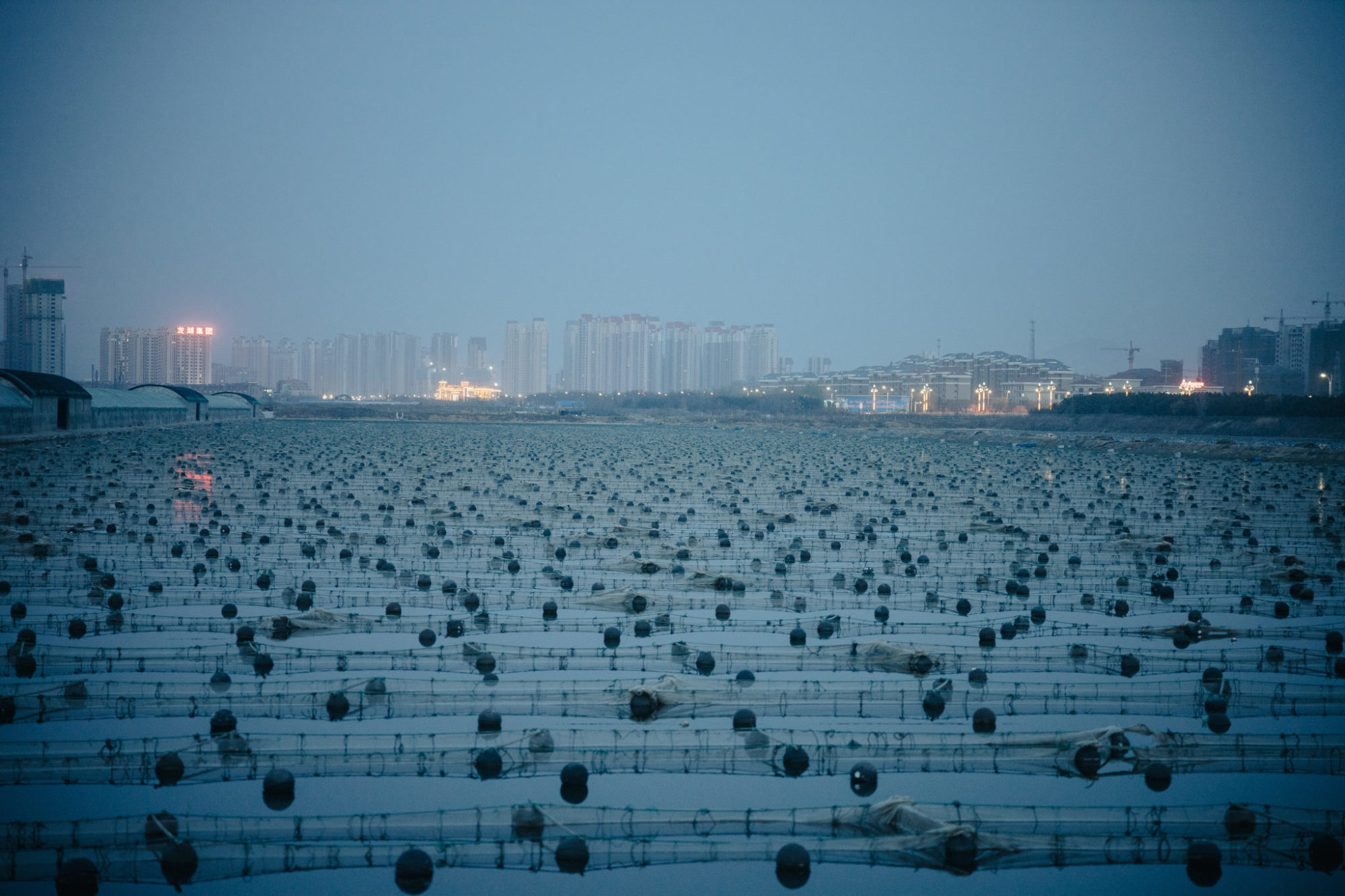 <p>Aquaculture is an important part of the local economy in Shandong. The province accounted for 26% of China’s aquaculture output in 2015. But extensive growth has put huge pressures on the coastal environment. Now, with China’s push for an “ecological civilization”, changes are being made. Below these floats on an aquaculture pond in Muping, a district of Yantai, hang net cages containing valuable sea cucumbers. (All images by Liu Yuyang.)</p>