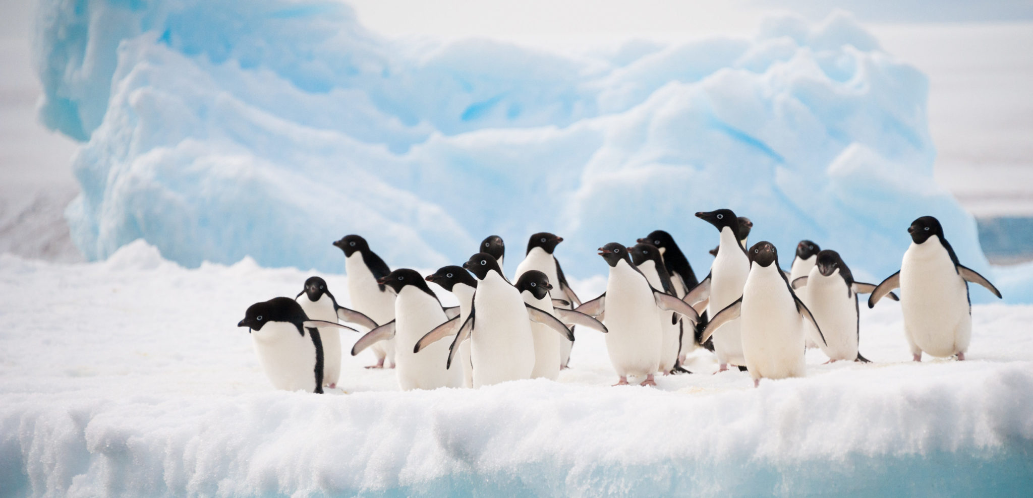 <p>A proposed marine protected area in the East Antarctic would protect penguin foraging grounds. It&#8217;s been discussed for six years in a row at CCAMLR meetings but without significant progress (Image: <a href="http://www.thinkstockphotos.com/image/stock-photo-penguins-on-the-snow/156709702">axily</a>)</p>