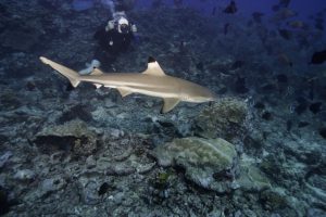 <p>新兴的观鲨旅游项目每年带来超过3.14亿美元的收益，未来二十年这一收益有望翻番。图片来源：<a href="http://www.thinkstockphotos.com/image/stock-photo-scuba-diver-photographing-shark-in-ocean/200308100-001">Photodisc/ Thinkstock</a></p>
