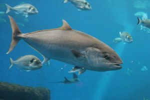<p>图片来源： <a href="http://www.thinkstockphotos.com/image/stock-photo-bluefin-tuna-thunnus-thynnus-underwater/508009147">cheekyloms/Thinkstock</a></p>