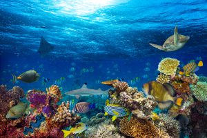 <p>图片来源：<a href="http://www.thinkstockphotos.com/image/stock-photo-underwater-coral-reef-landscape/642258728">Grafner/ Thinkstock </a></p>