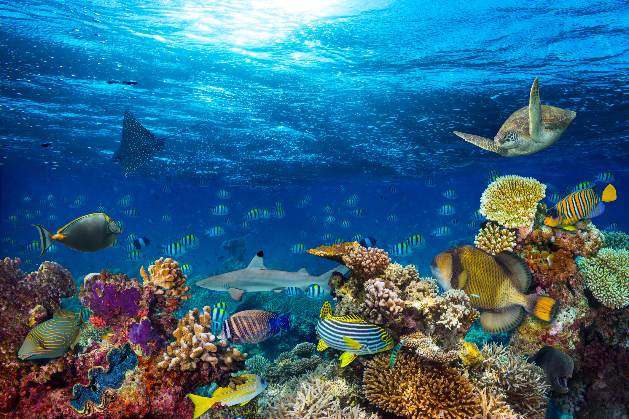 <p>Image: <a href="http://www.thinkstockphotos.com/image/stock-photo-underwater-coral-reef-landscape/642258728">Grafner/ Thinkstock </a></p>