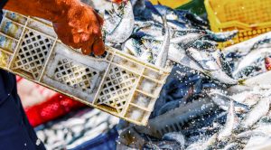 <p>Fish stocks in the East China Sea are already being adversely affected by warming seas. (Image: <a id="photographer" href="http://www.thinkstockphotos.co.uk/image/stock-photo-fishermen-arranging-containers-with-fish/645700856" data-close-and-redirect="true" data-search-link="Photographer">pixinoo</a>)</p>