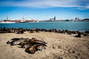 <p>Image: <a href="http://www.thinkstockphotos.com/image/stock-photo-sea-lions-in-the-sand/695678630">Javier Gogna/ Thinkstock </a></p>