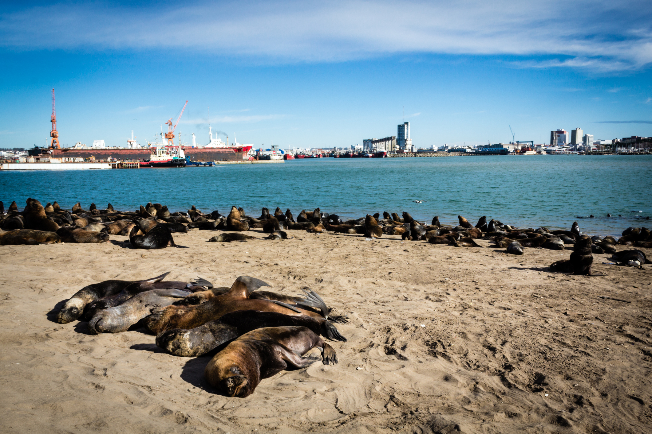 <p>图片来源：<a href="http://www.thinkstockphotos.com/image/stock-photo-sea-lions-in-the-sand/695678630">Javier Gogna/ Thinkstock</a></p>