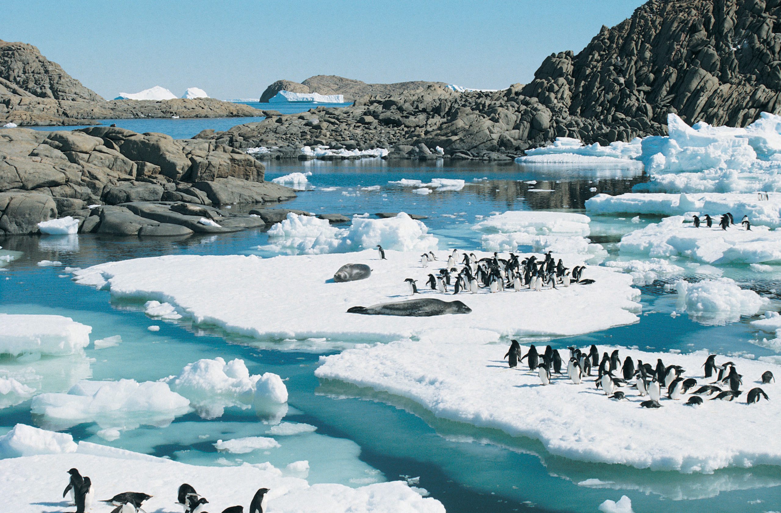 <p>Image: <a href="http://www.thinkstockphotos.com/image/stock-photo-adelie-penguins-and-leopard-seals-resting-on/dv118068">Stockbyte/ Thinkstock</a></p>