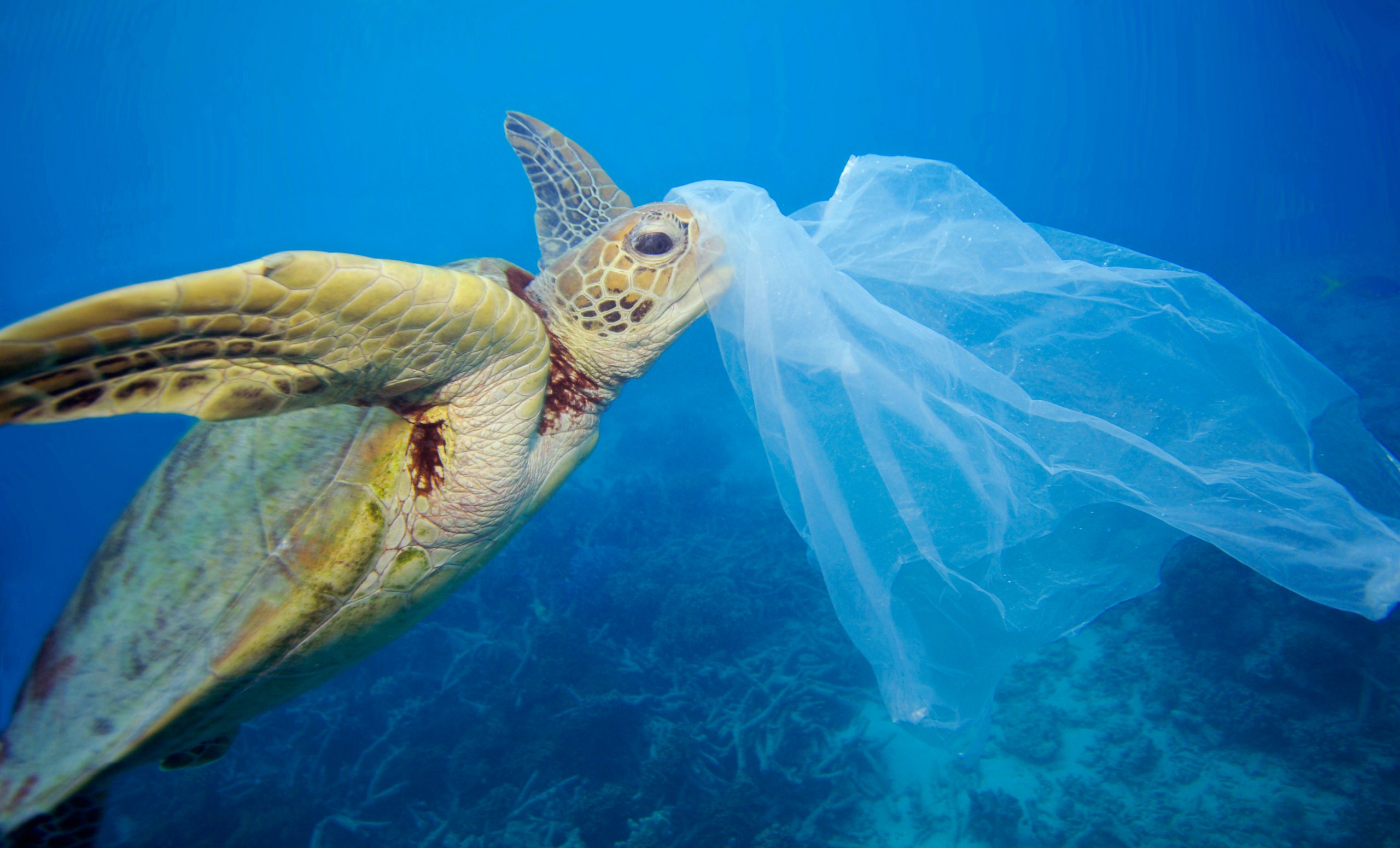 <p>Eight million tonnes of plastic finds its way into the oceans each year, threatening marine life and human health (Image: <a href="http://media.greenpeace.org/archive/Turtle-and-Plastic-in-the-Ocean-27MZIFJJSHP_J.html">Troy Mayne/ Greenpeace</a>)</p>