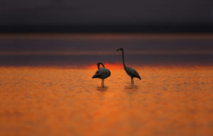 <p>Uchhali wetlands [image by: WWF Pakistan]</p>