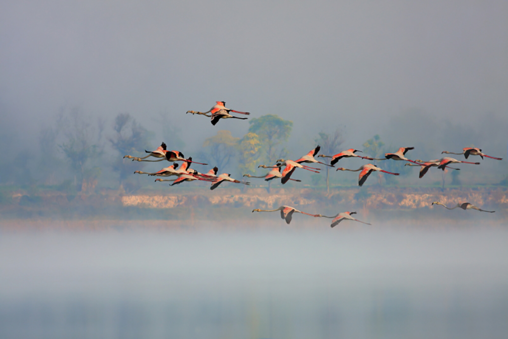 Birds flying above Uchhali [image by: WWF Pakistan]