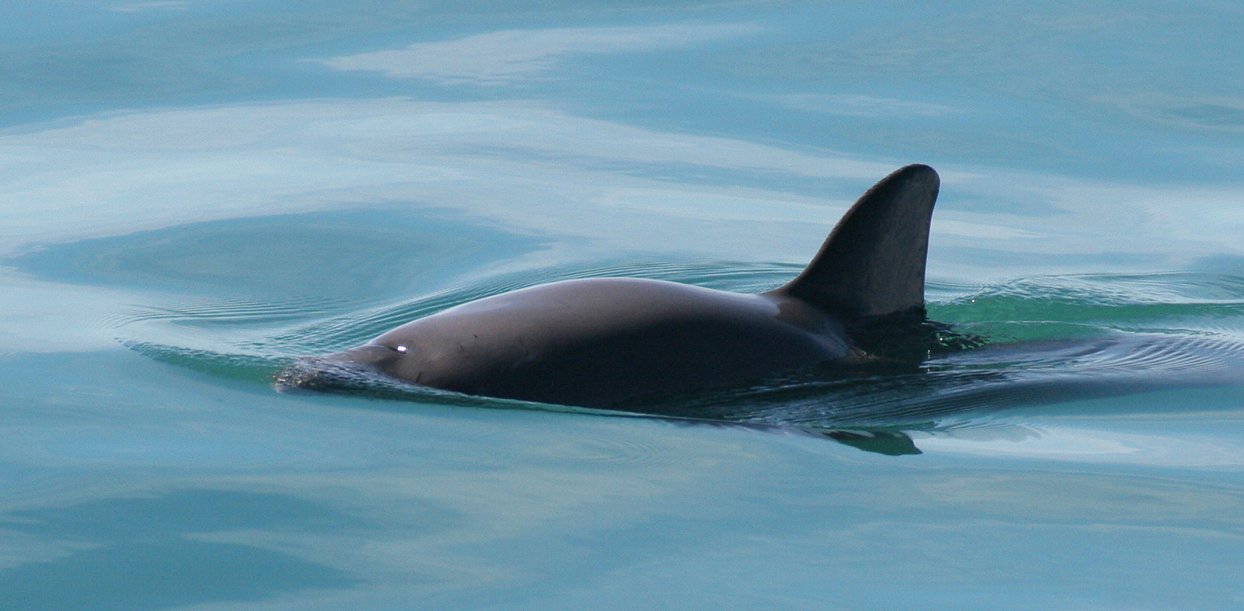 <p>A vaquita porpoise breaching. (Image by <a href="https://www.flickr.com/photos/semarnat/16975726249target=%22_blank%22">SEMARNAT</a>)</p>