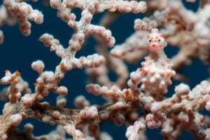<p>Pygmy seahorse in fan coral, West Papua, Indonesia (Image: Alamy)</p>