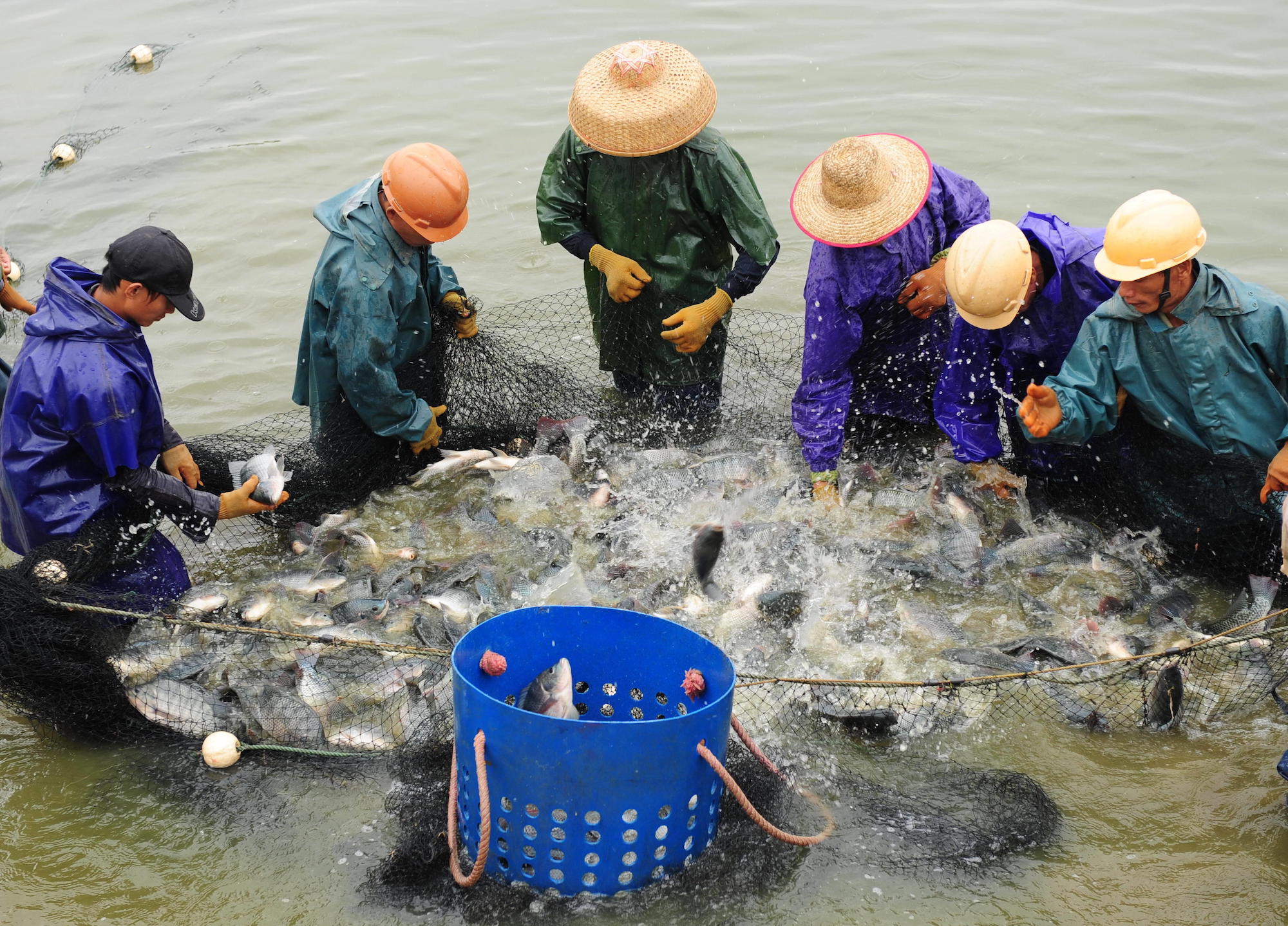 Chinese Tilapia fishermen