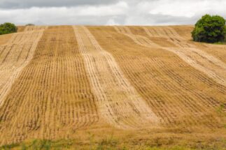 <p>Embrapa and rural producers are turning to soybean genetic improvement to compensate for the effects of lack of rainfall. Environmentalists, however, remain skeptical (Image: Alamy)</p>
