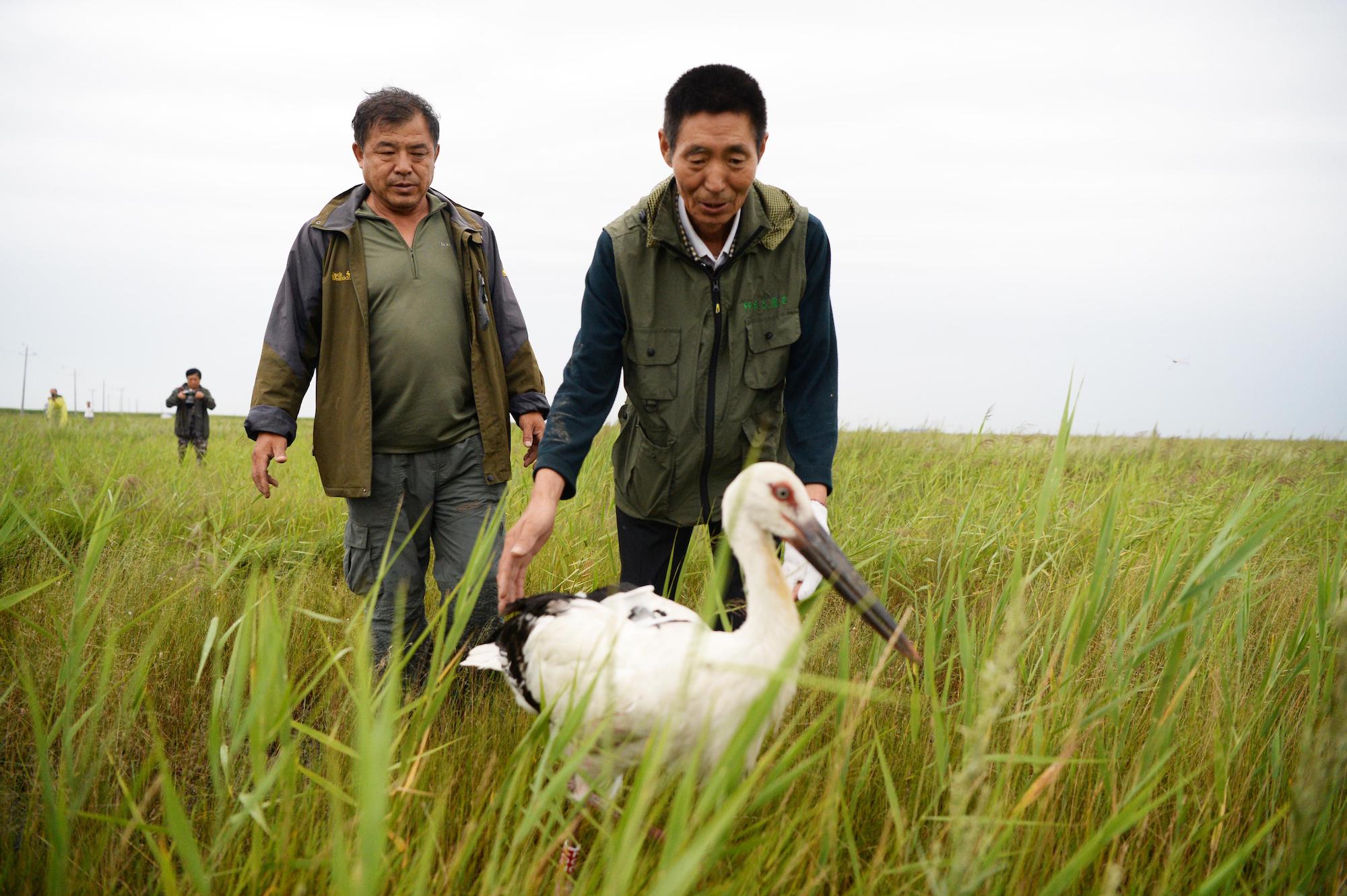 <p>志愿者在黑龙江的一个自然保护区放飞获救的东方白鹳。图片来源：Alamy</p>