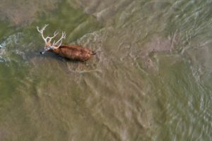 milu deer crossing a river in Dafeng Milu National Nature reserve, Jiangsu, China