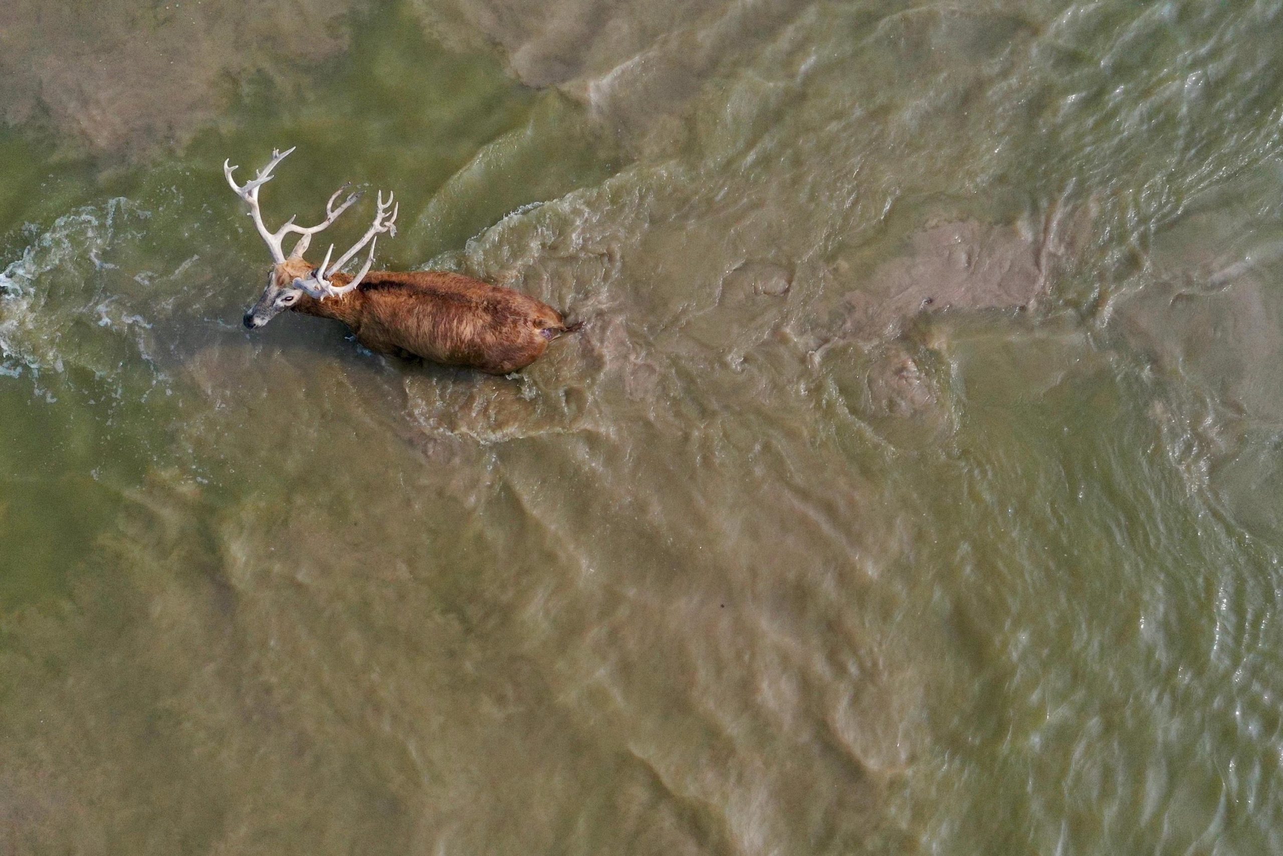<p>江苏大丰麋鹿国家级自然保护区的麋鹿。图片来源：Alamy</p>