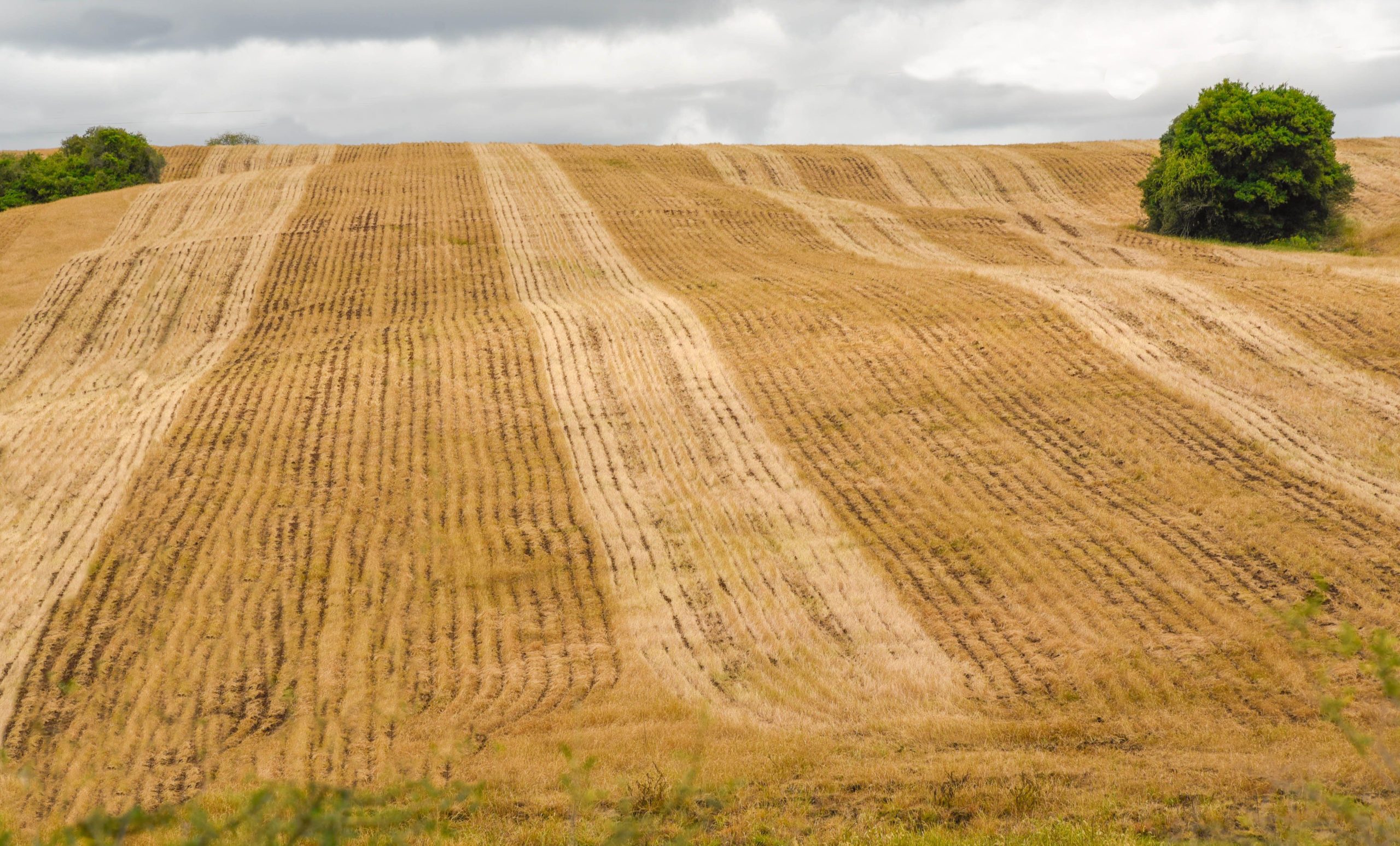 <p>Embrapa y los agricultores están recurriendo a la mejora genética de la soja para compensar los efectos de la falta de lluvias (Imagen: Alamy)</p>
<p>&nbsp;</p>
<div id="gtx-trans" style="position: absolute; left: -117px; top: 633.93px;">
<div class="gtx-trans-icon"></div>
</div>