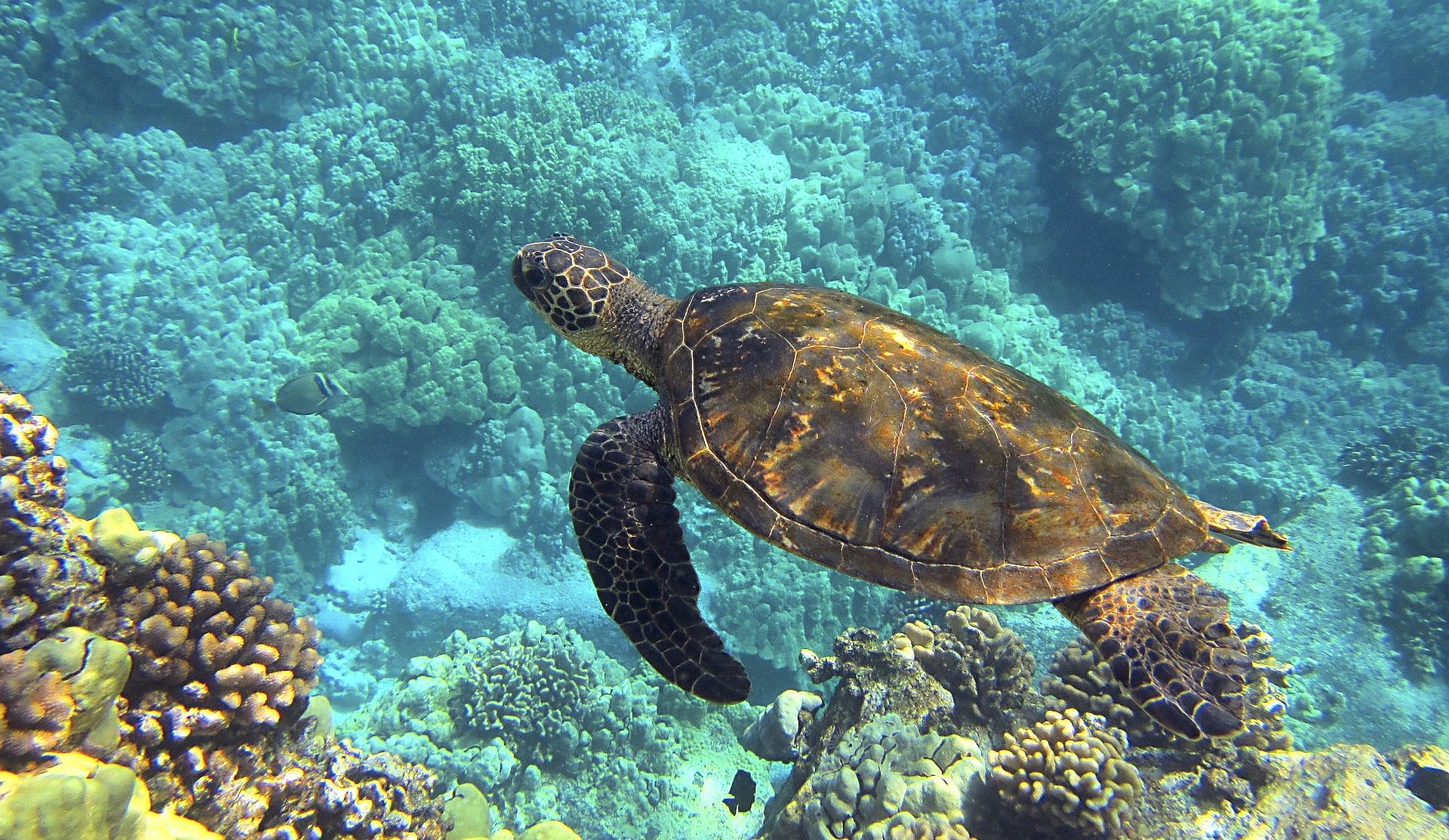 <p>图片来源：<a class="hover_opacity" href="https://pixabay.com/en/sea-turtle-hawaiian-sea-turtle-547162/">bphelan</a></p>
<p>&nbsp;</p>