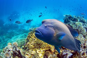 <p>The popular Napoleon fish is a type of wrasse. It&#8217;s an apex predator in its natural environment and just one of many species threatened by overfishing. (Image: Tanya Puntti/Thinkstock)</p>