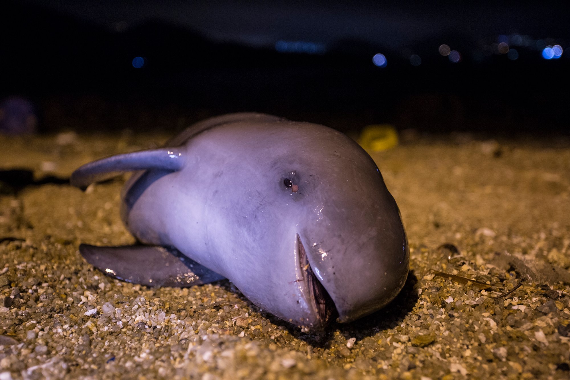 <p>搁浅在香港南丫岛的江豚。图片来源：© Gary Stokes/OceansAsia</p>