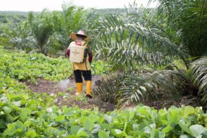 A worker spraying glyphosate herbicide around young palm trees. Sindora Palm Oil Plantation
