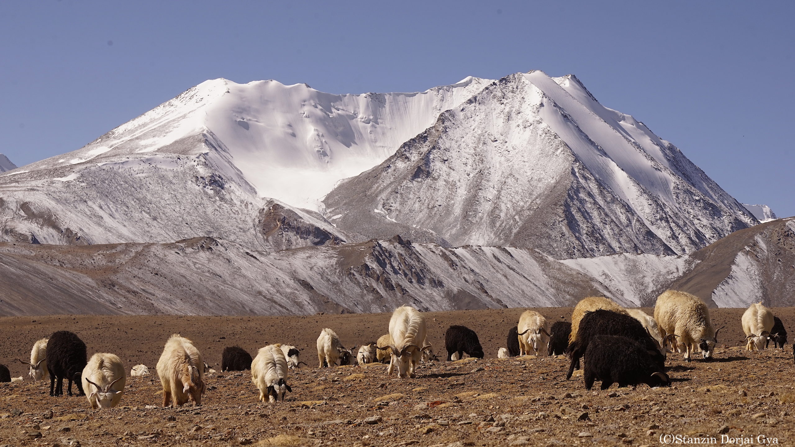 There is little pasture land left for the goats in Ladakh [image by: Stanzin Dorjai Gya]