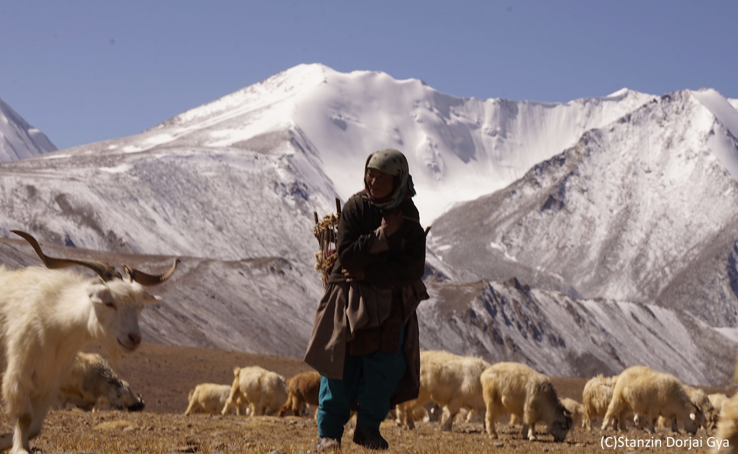 The flocks range tremendous distances in the cold desert of Ladakh [image by: Stanzin Dorjai Gya]