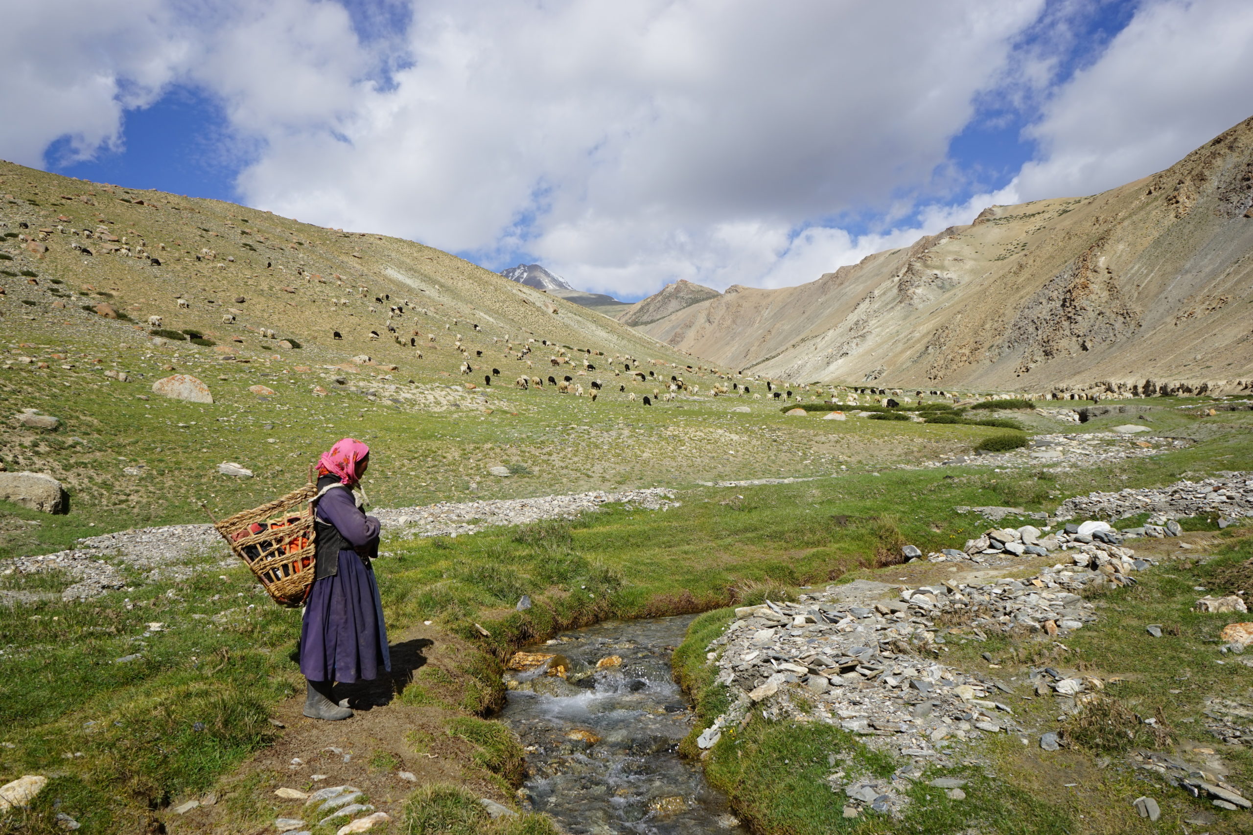 The shepherds and their flocks are critically dependent on dwindling water sources [image by: Stanzin Dorjai Gya]