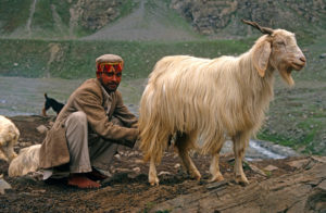 <p>A Gaddi milks a goat in Chamba valley, Himachal Pradesh [Image by: Alamy]</p>