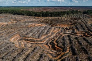 A palm oil supplier to Mars, Nestlé, PepsiCo and Unilever is destroying rainforests in Papua, Indonesia