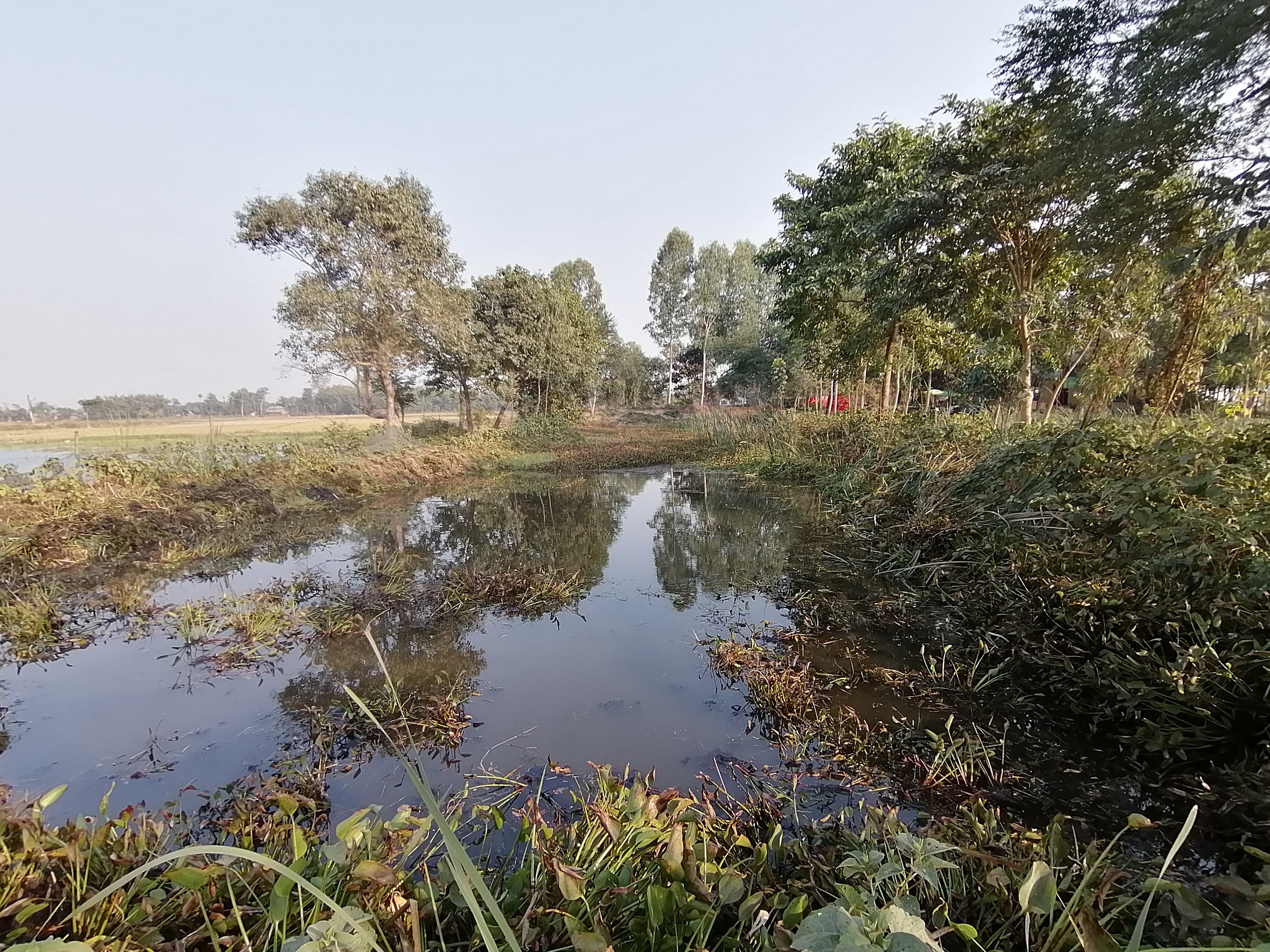 Wetland with invasive plants [image by: Birat Anupam]