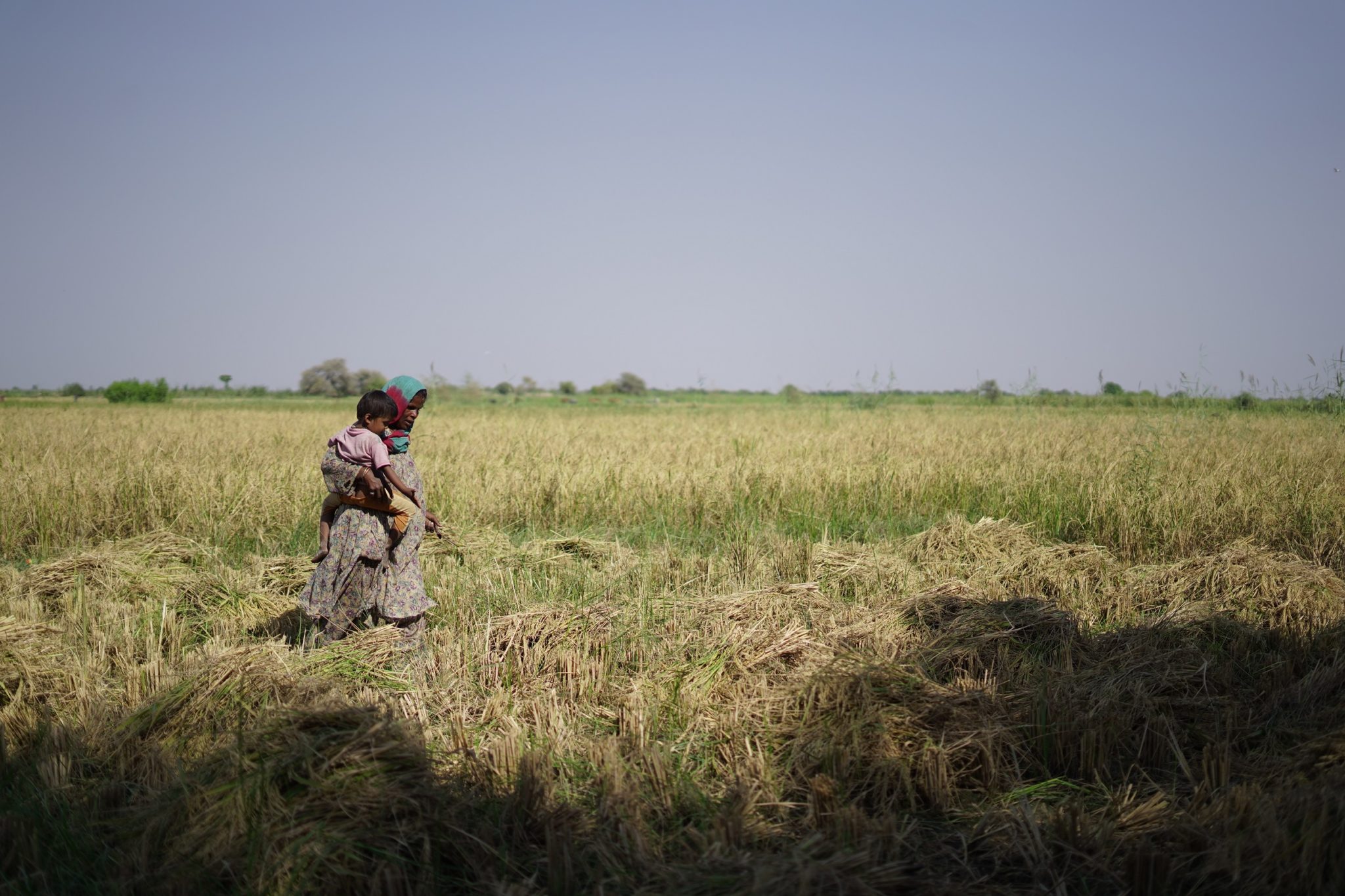 <p>Woman farmer carrying her child while cutting rice crops from the field, in village Qasim Solangi, Hyderabad [image by: Manoj Genani]</p>