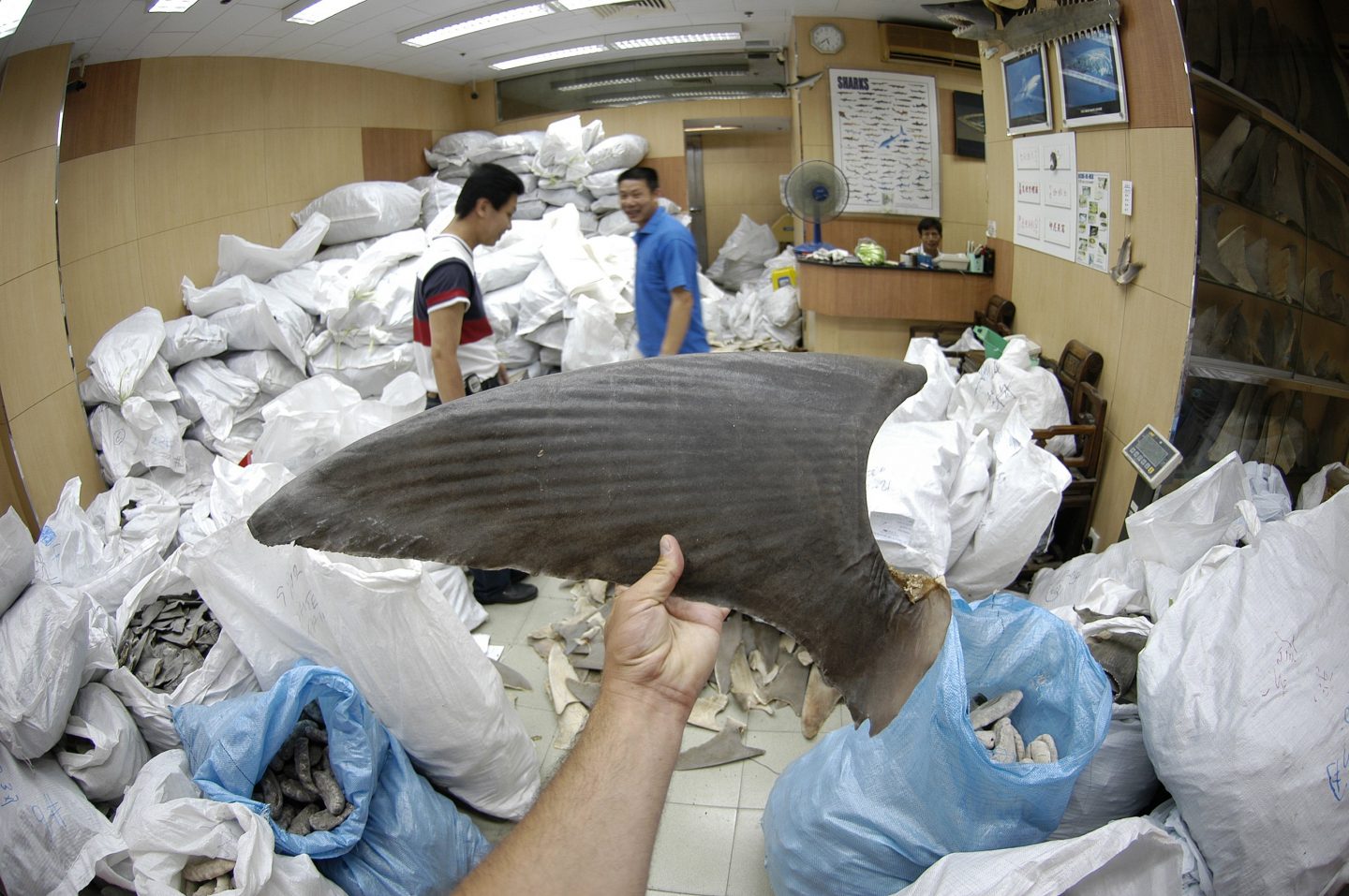 shark fin wholesaler warehouse shark finning is one of the world s most destructive fisheries processed shark fins for sale as