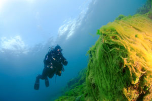 <p>Algae covered weeds in Lake Baikal [Image by: Alamy]</p>