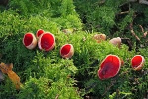 scarlet elf cup fungus UK