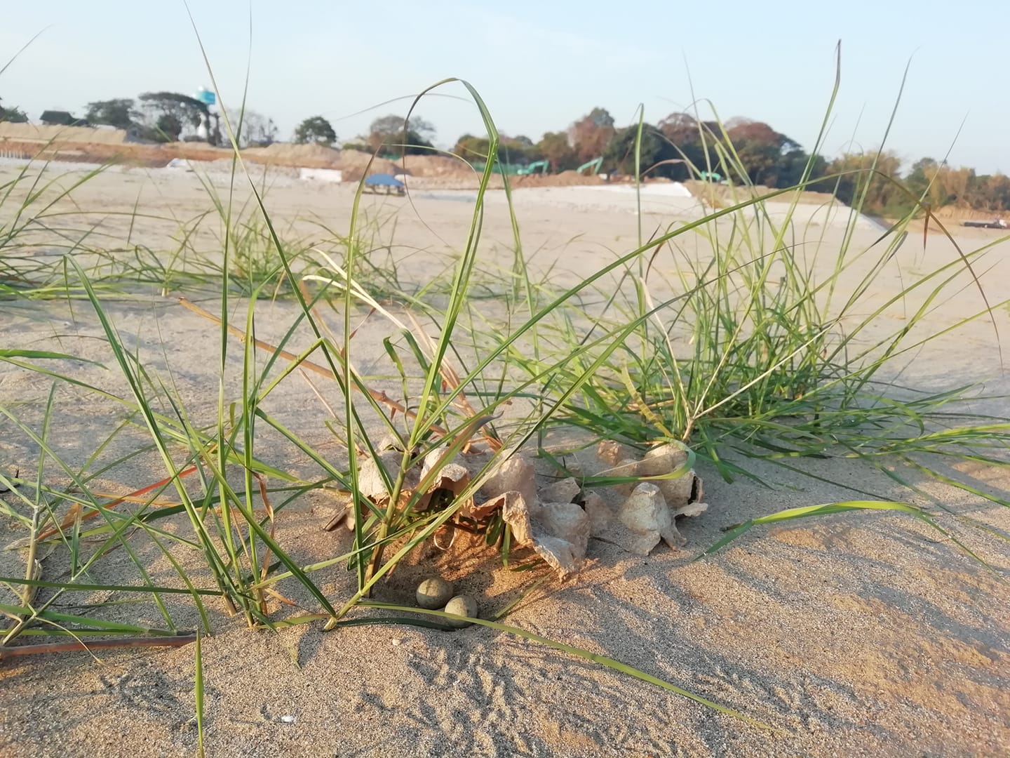 small pratincole eggs, Bueng Kan Rak Nok