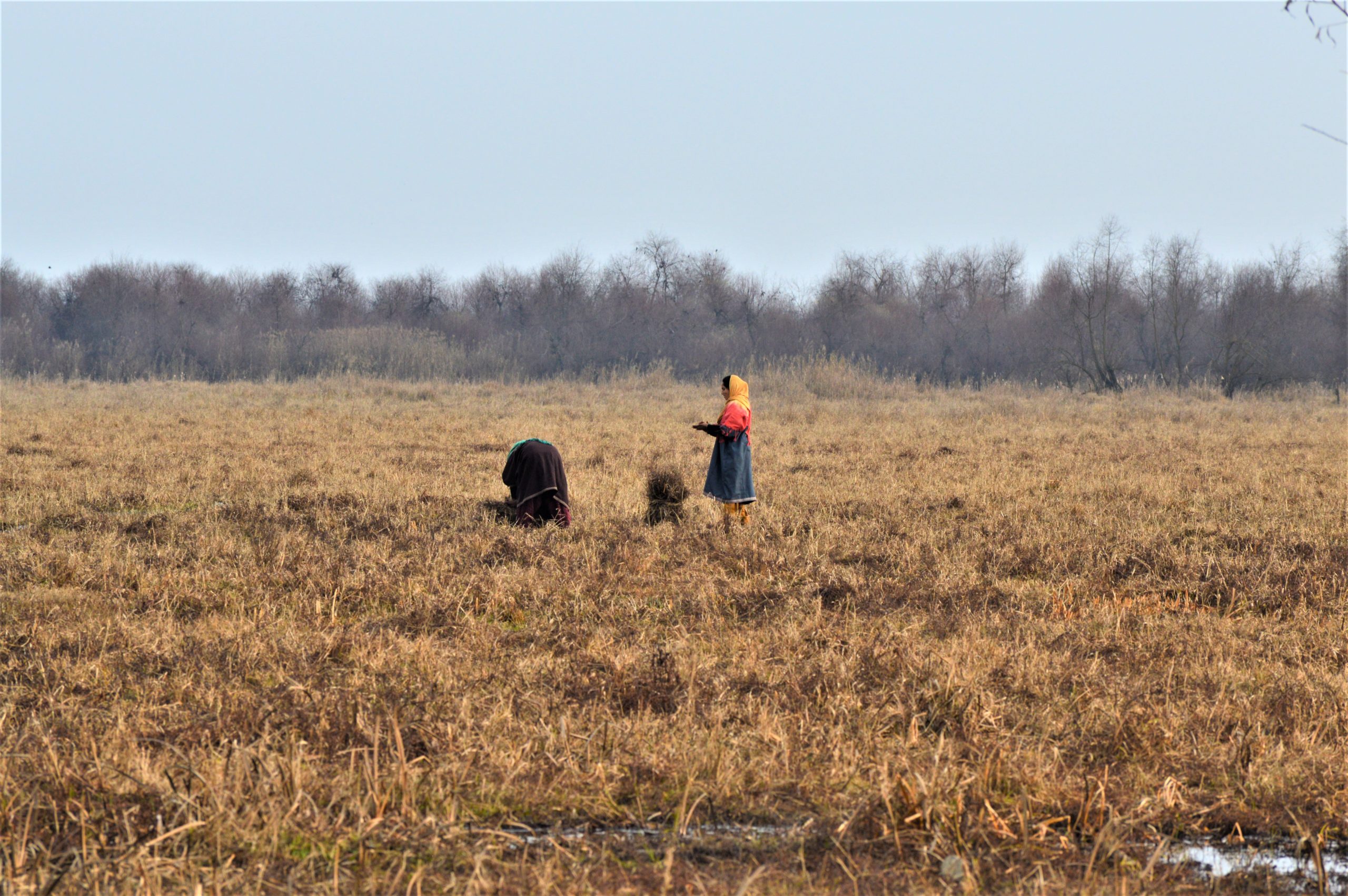 Hokersar wetland
