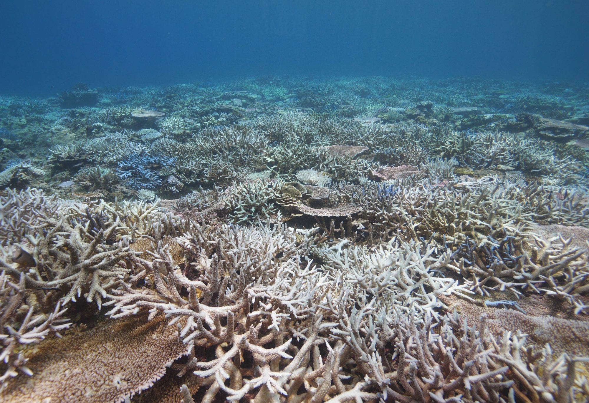 china coral bleaching event china dialogue ocean