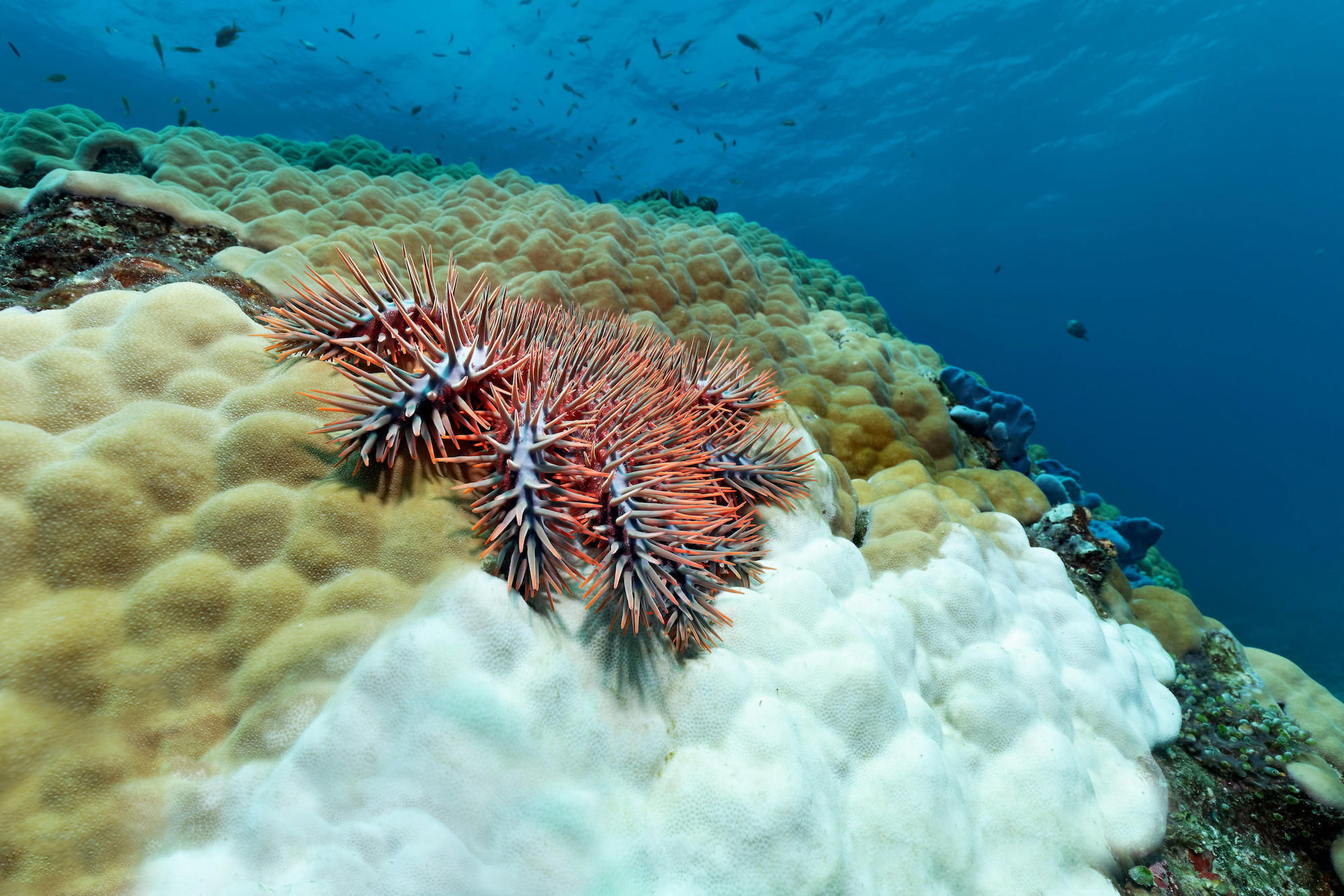A crown-of-thorns starfish eating coral polyps, leaving behind only the white skeleton 