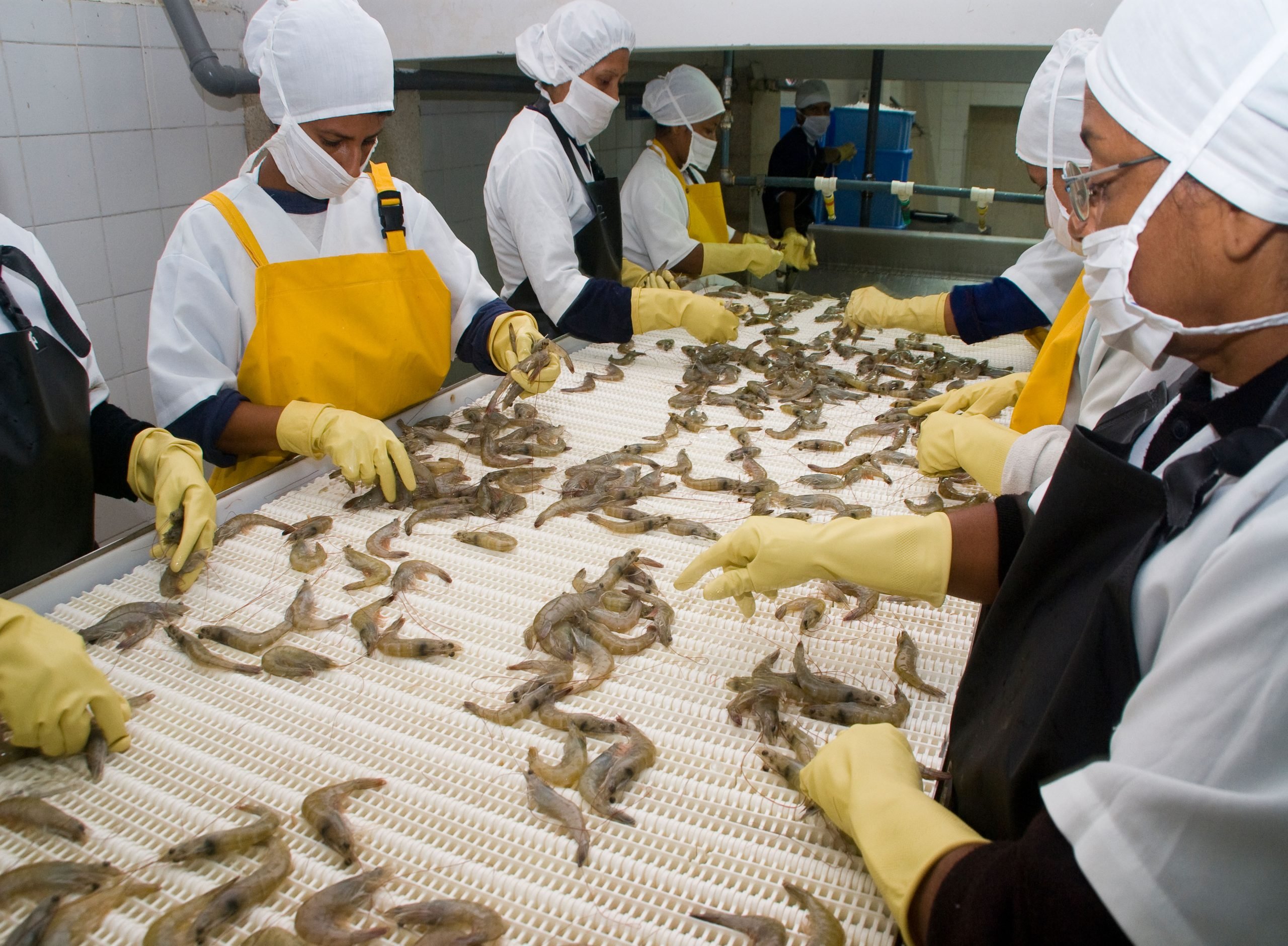 Trabalhadores em uma fábrica de processamento de camarão no Equador