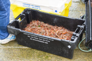 box with Ecuadorian shrimps