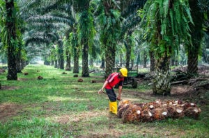 oil palm plantation in Sabah, Malaysia